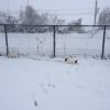 【神奈川県全域、大雪警報】大雪は、愛犬も困り果てていたのだ。